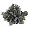 Adromischus cooperii AD8006