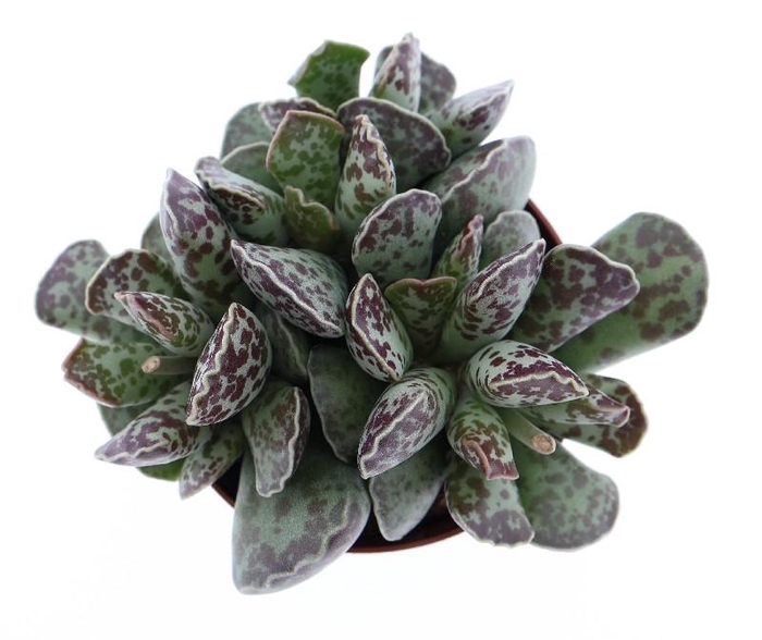 <h4>Adromischus cooperii AD8006</h4>