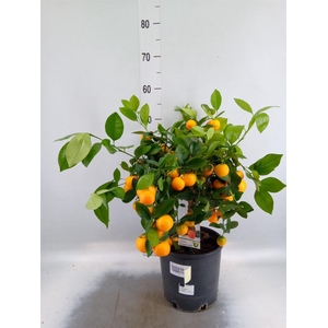 Citrus   ...
