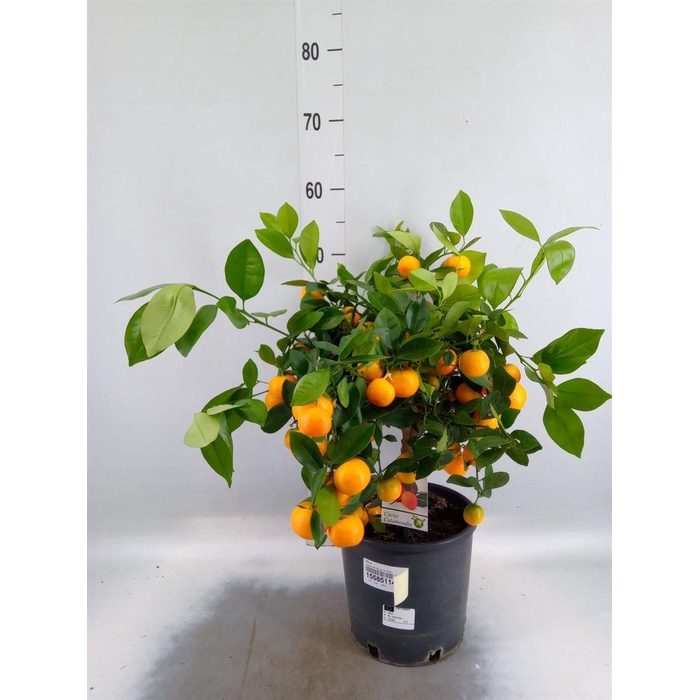 <h4>Citrus   ...</h4>