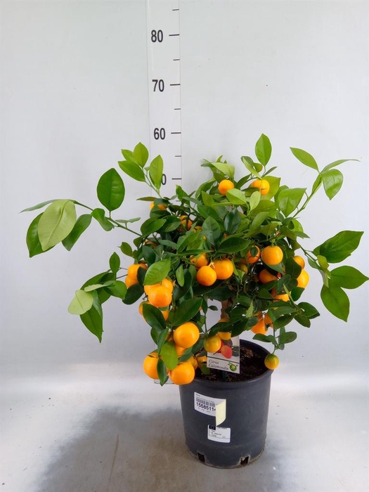 Citrus   ...