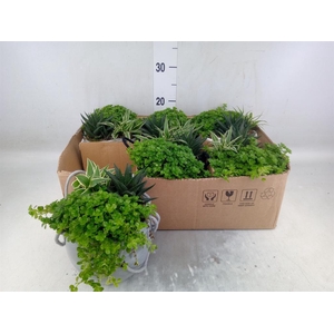 Arr.   Kamerplant Groen L%