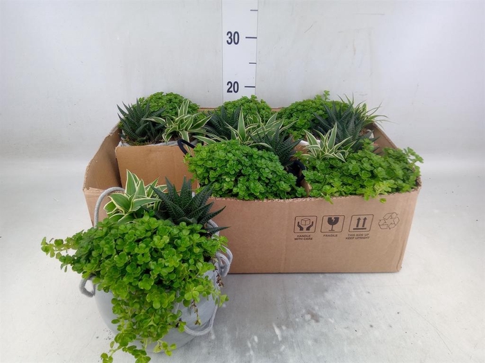 Arr.   Kamerplant Groen L%