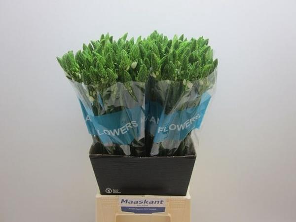 <h4>ORNIT THYRSOIDES</h4>