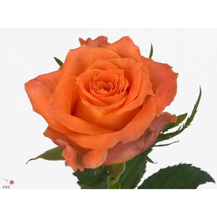 <h4>Rosa Julischka</h4>