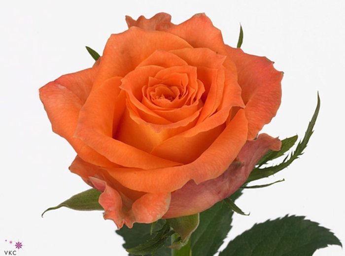 Rosa Julischka
