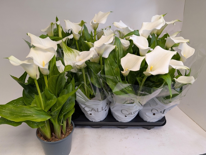 <h4>ZANT CAPT FRESCO</h4>