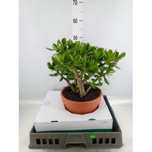 Crassula ovata