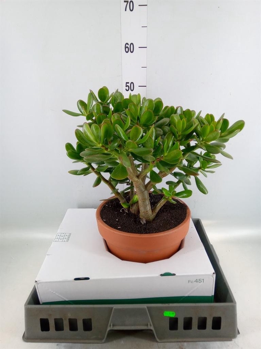 <h4>Crassula ovata</h4>
