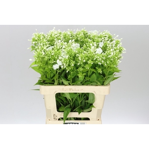 Phlox P David