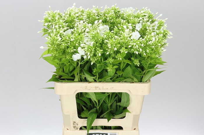 <h4>Phlox P David</h4>