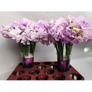 LATHYR LAVEN WEDDING