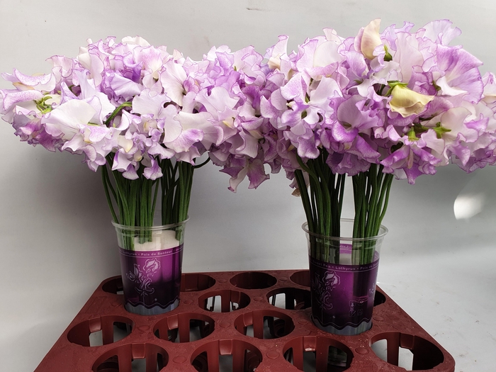 <h4>LATHYR LAVEN WEDDING</h4>