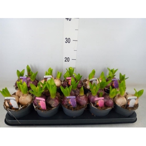 Hyacinthus orie. 'Pearl'  ...mix  3