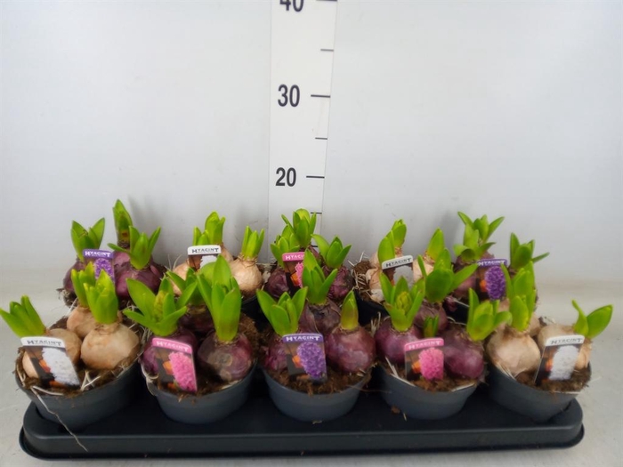 <h4>Hyacinthus orie. 'Pearl'  ...mix  3</h4>