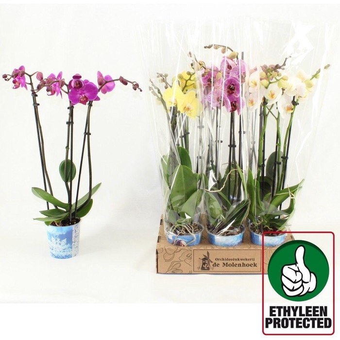 <h4>PHAL GEM 4 KL</h4>