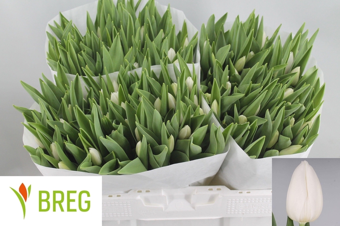 <h4>TU EN INZELL</h4>