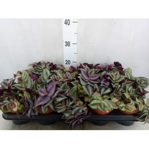 Tradescantia zebr.