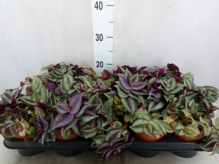 <h4>Tradescantia zebr.</h4>