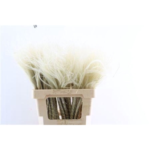 Dried Stypha Penata Natural(10 Toef) Bunch