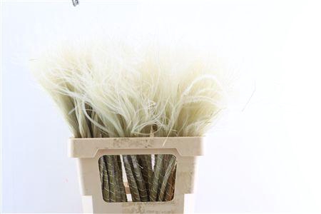 <h4>Dried Stypha Penata Natural(10 Toef) Bunch</h4>