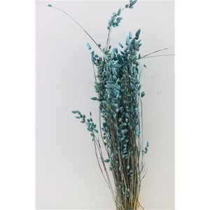 Dried Briza Maxima Light Blue Bunch