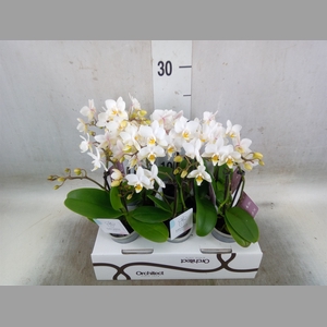 Phalaenopsis   ...mini