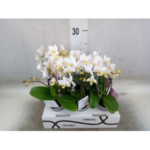 Phalaenopsis   ...mini