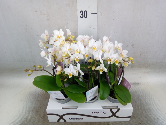<h4>Phalaenopsis   ...mini</h4>