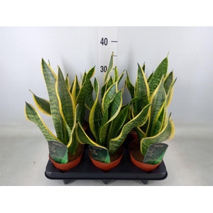 Sansevieria trifa. 'Futura Superba'