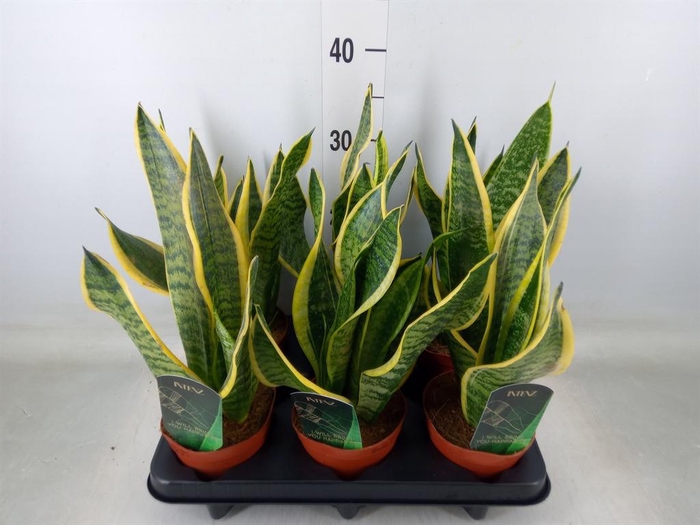 <h4>Sansevieria trifa. 'Futura Superba'</h4>