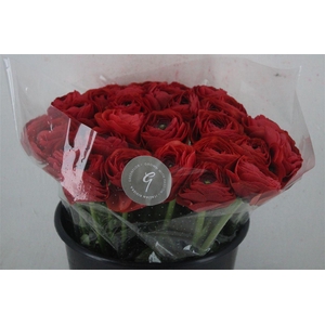 Ran Cloni Sup Terracotta