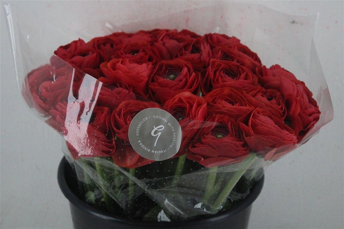 <h4>Ran Cloni Sup Terracotta</h4>