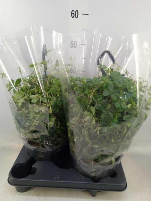 <h4>Parthenocissus  'Sugar Vine'</h4>
