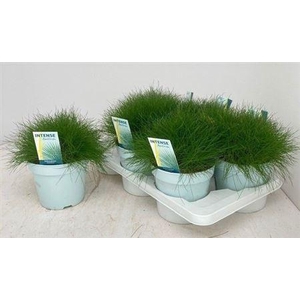 Fest Ga Amigreen
