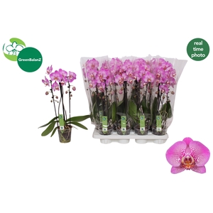 PHAL EL CASCADE