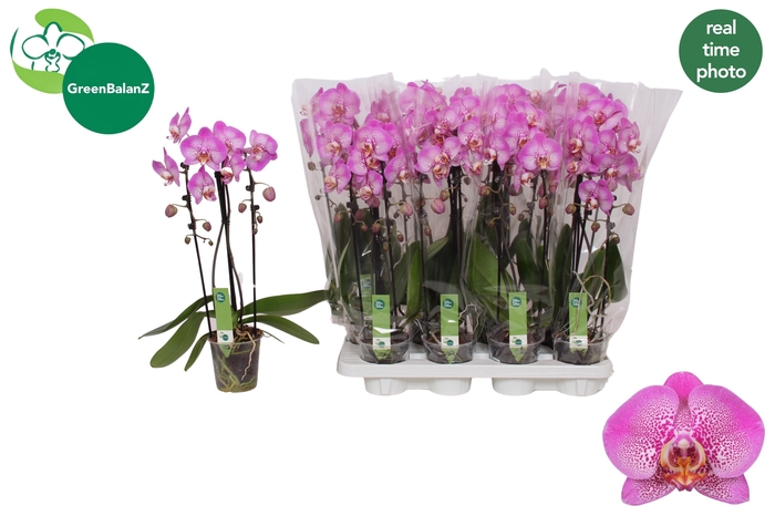 <h4>PHAL EL CASCADE</h4>