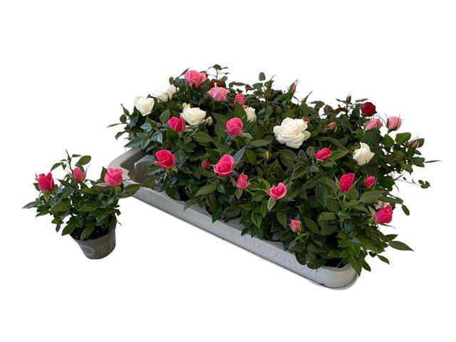 <h4>ROSA MINI KORDANA MIX P6</h4>