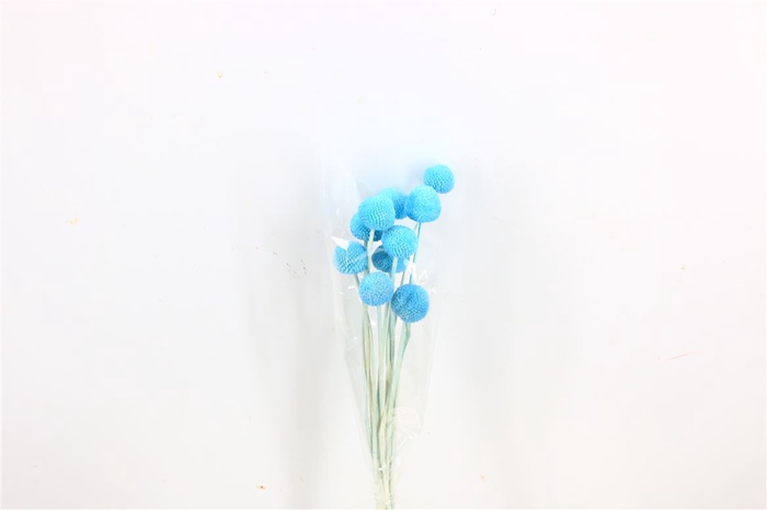 Pres Craspedia Giant 10pcs L Blue Bunch