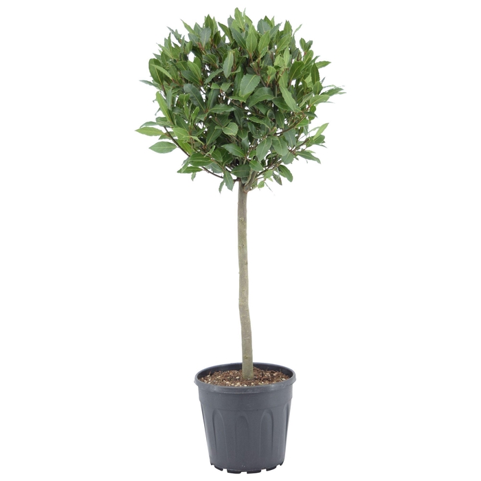 <h4>Laurus nobilis Bol op stam</h4>