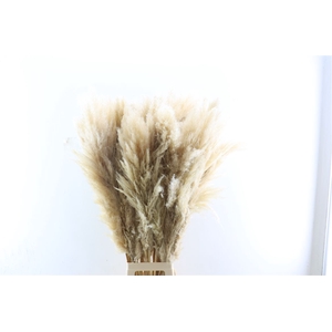 Dried Cortaderia Naturel Super 110cm Pst