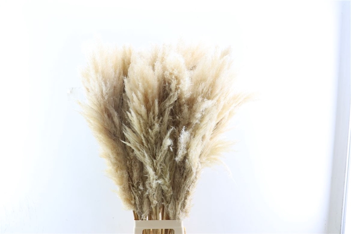 <h4>Dried Cortaderia Naturel Super 110cm Pst</h4>