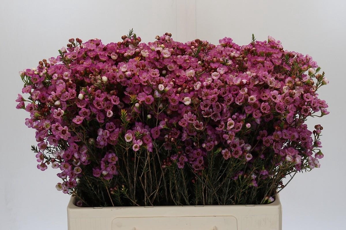 <h4>Chamelaucium Adi</h4>