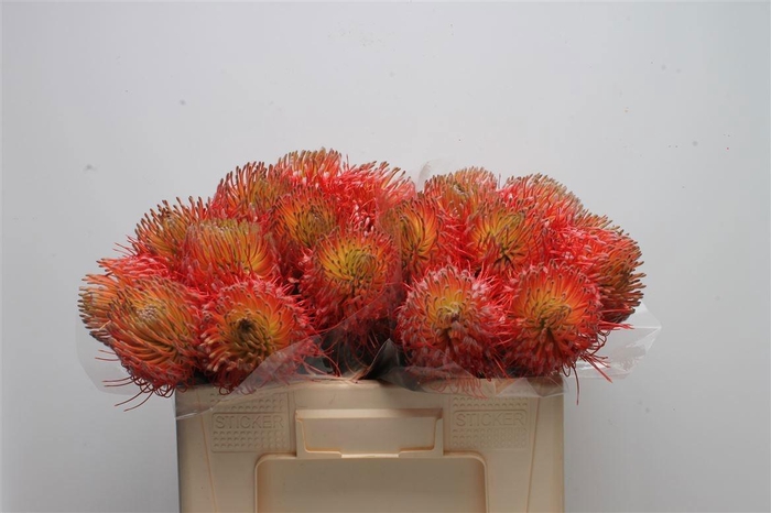 <h4>LEUCO CO OV</h4>