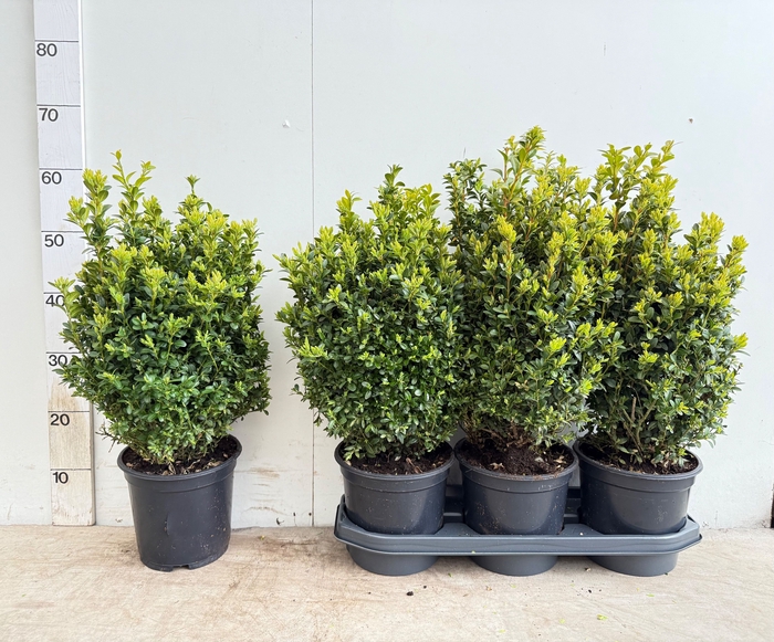 <h4>BUXU SEMPERVIRENS</h4>