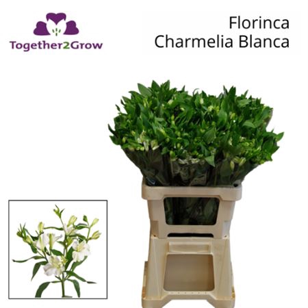 Alst Fl Charme Blanca 60cm