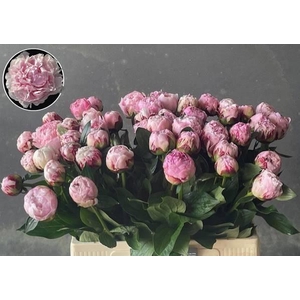 PAEO L SARA BERNHARD