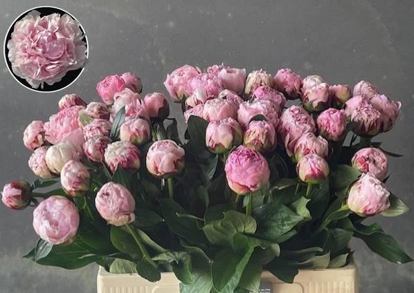 <h4>PAEO L SARA BERNHARD</h4>