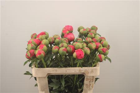 <h4>Paeo L Coral Sunset</h4>