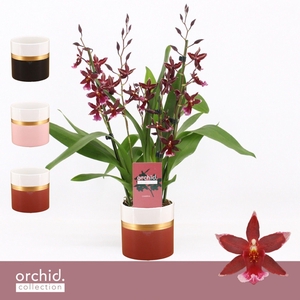 Barrocco Red, 3/4-spike in Dolomite Horizon 'Orchid Collection'